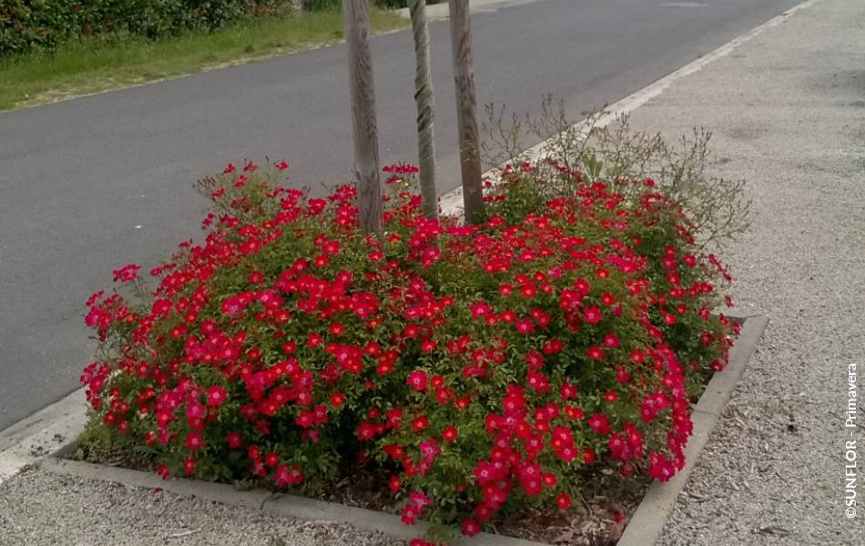 ©SUNFLOR - Primavera
